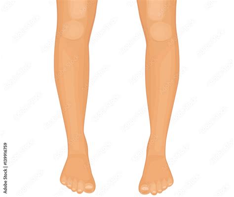 Human Legs Vector Illustration On White Background Stock Vector Adobe