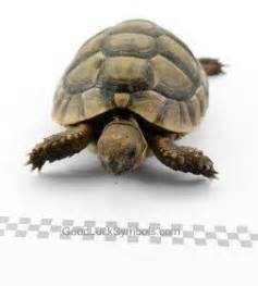 Tortoise Symbolism / Turtle Symbolism