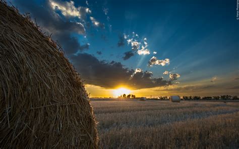 Wallpaper Field, hay, sunset 2560x1600 Picture, Image