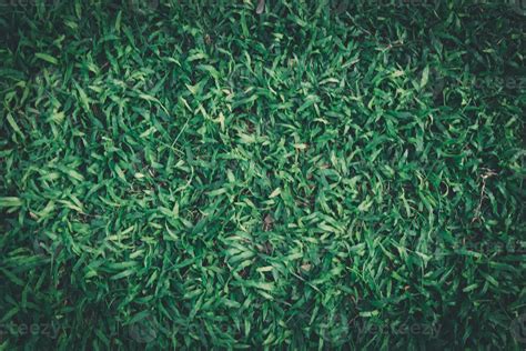 Green Grass Background Texture Pattern Top View Fresh Dark 17185765