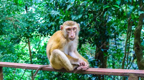 Premium Photo Closeup Shot Of A Cute Monkey Sitting On A Fence In The