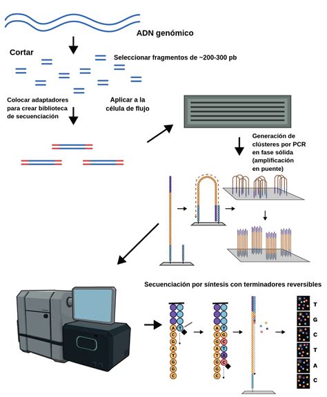 Secuenciación De Nueva Generación Labster Theory