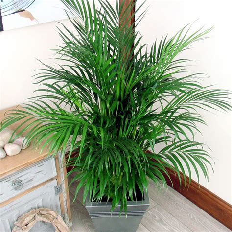 How To Grow Magnificent Indoor Palm Trees Potting Growing And Caring Naturebring