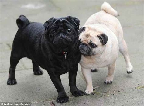 Blind Pug Guided By Seeing-Eye Pug | Pugs, Cute pugs, Pug puppies