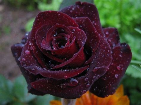 Черные розы Халфети - Дикий Дикий Мир | Hybrid tea roses, Rose seeds ...