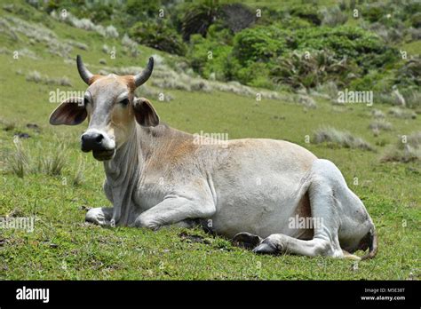 A Nguni Cow With Big Horns Sitting On The Hillside Near Coffee Bay At