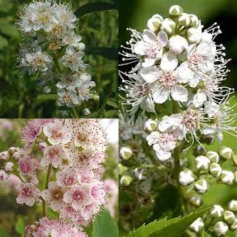 Seeds for Planting Spiraea Alba Seeds White Meadowsweet - Etsy