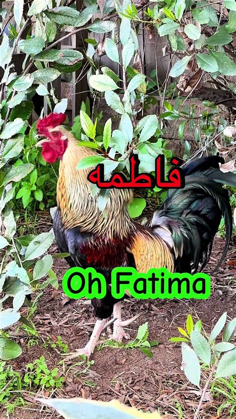 🐔🐔🐔Fatima🐔🐔🐔🐔🐔🐔🐔🐔🐔🐔🐔🐔🐔🐔🐔🐔🐔🐔🐔🐔🐔#fatima #fatimah... | TikTok