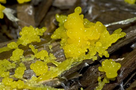 Slime Mold On Wood Chips Physarum Polycephalum I M Going Flickr