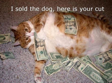 Fat Cat Meme - Funny Fat Cat Pictures with Quotes