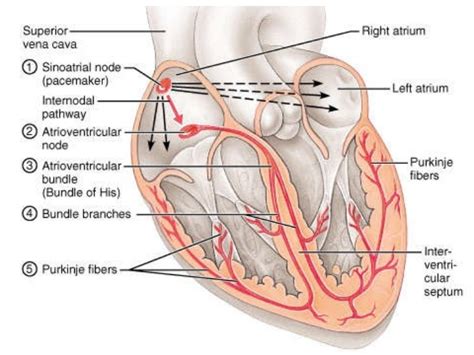 Conducting System Of Heart Beat Online Biology Notes