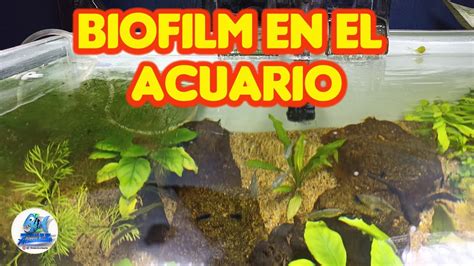 Como Quitar El Biofilm De Tu Acuario YouTube