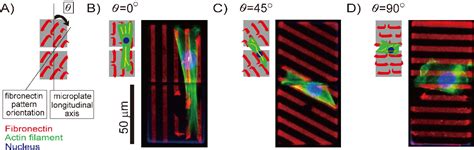 Figure 3 from CONTROL OF SELF-FOLDING CELL-LADEN MICROPLATES BY ...