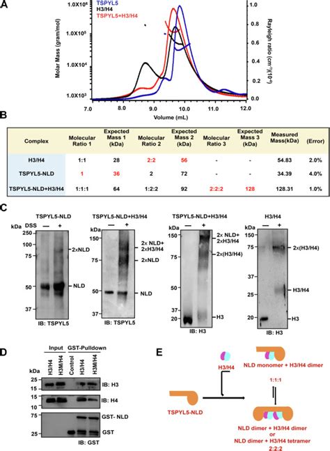 Human Testisspecific Y Encoded Protein Like Protein 5 Is A Histone H3