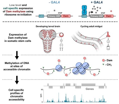 In Vivo Profiling Of Chromatin Accessibility With Catada The Node