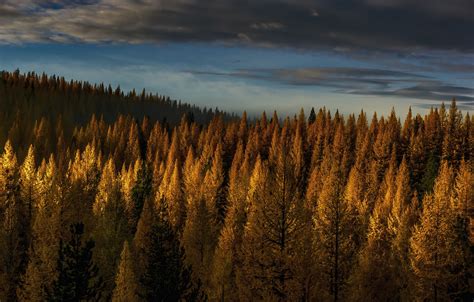 Wallpaper Autumn Forest The Sky Clouds Light Trees Nature Yellow