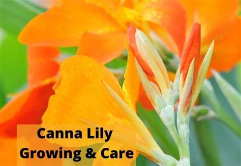 Canna Lily Growing And Care | Flowersandflowerthings