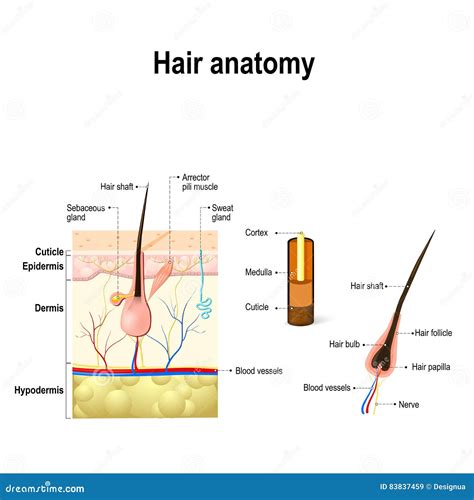 Diagram Of A Hair Follicle In A Cross Section Of Skin Layers Stock