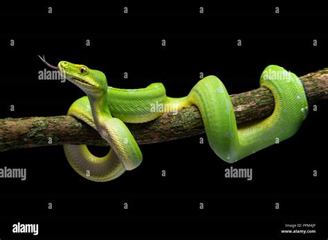 Morelia Viridis Green Tree Python Stock Photo Alamy