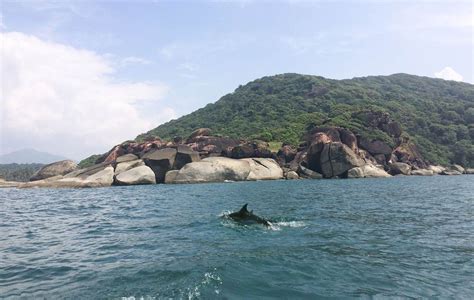 Dolphin Trip In Goa At ₹249 | Dolphin Show Boat Ride