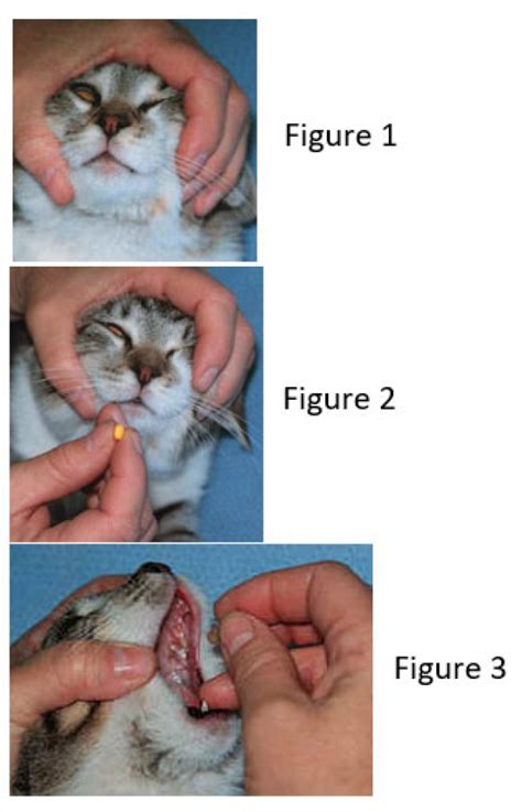 Giving Cats Medication Packerland Veterinary Center