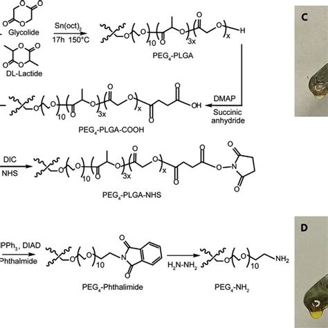 Figure Synthesis Scheme Of A Peg Plga Nhs And B Peg Nh