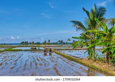 Beautiful View Paddy Field Backwaters Kumarakom Stock Photo