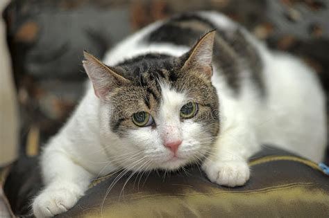 Gato Do Mato Branco E Castanho Foto De Stock Imagem De Olhos S Rio