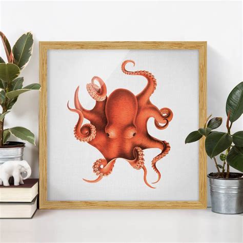 Bild Mit Rahmen Vintage Illustration Roter Oktopus Quadrat 1 1