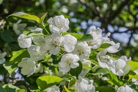 Os Galhos Da Apple Rvore As Folhas Verdes Novas E As Flores