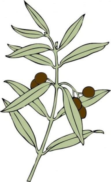 Olive Branch Pictures - ClipArt Best