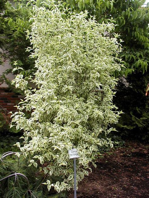 26 Different Types of Dogwood Tree Varieties