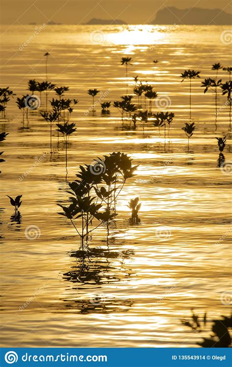 Mangroves Plants On The Beach In Sea Water Wave During Sunset Thailand