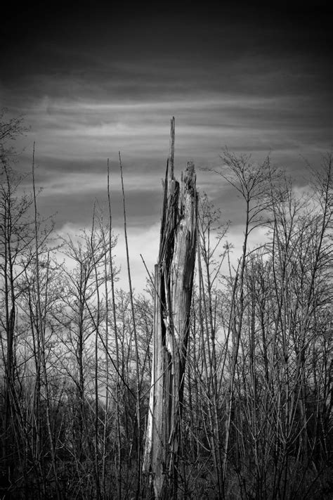 Kostenlose Foto Landschaft Baum Natur Gras Zaun Wolke Schwarz