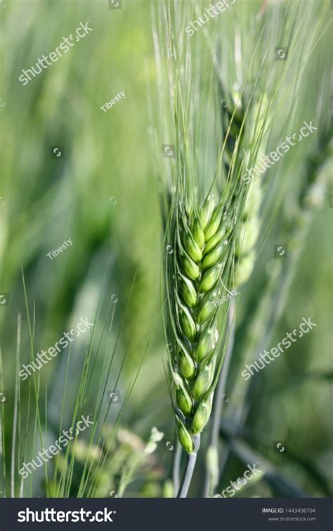 Rye Growing Field Rye Ear Close Stock Photo Shutterstock