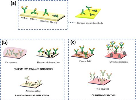 A Possible Orientation Of Antibody Immobilization On The Surface B