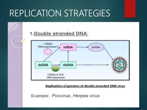 Dna Virus Replication