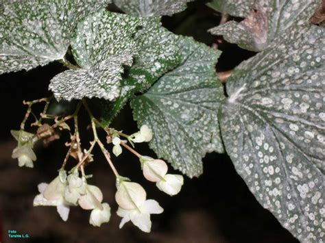Begonia argenteo-guttata | Коллекционные растения