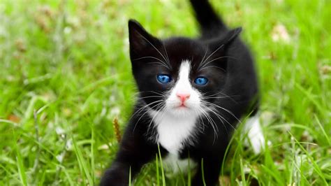 Cute Black And White Kittens Wallpapers - Wallpaper Cave