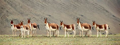 Flora and Fauna of Ladakh: Nature’s Unique Showcase – TravelPeople