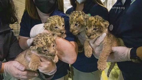 African Lion Cubs With Mother