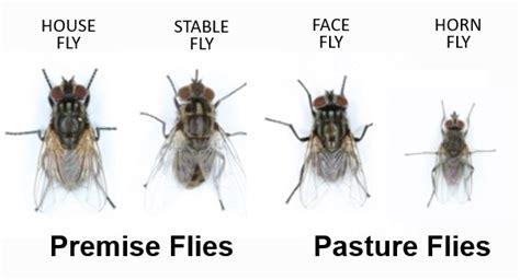 Sweetlix - Fly control strategies for cattle and horse owners