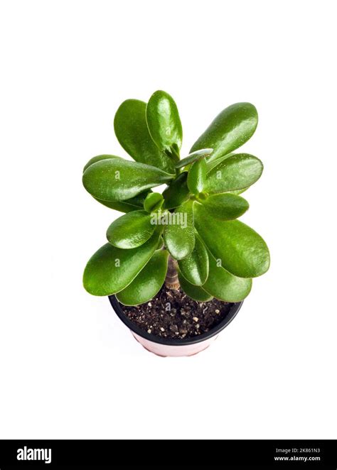 Planta De Jade Crassula Ovata En Una Maceta Aislada Sobre Fondo