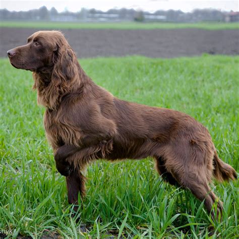 German Longhaired Pointer - Pet Paw