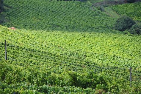 Rota dos Vinhos Verdes degustações e prémios na BTL Viaje Comigo