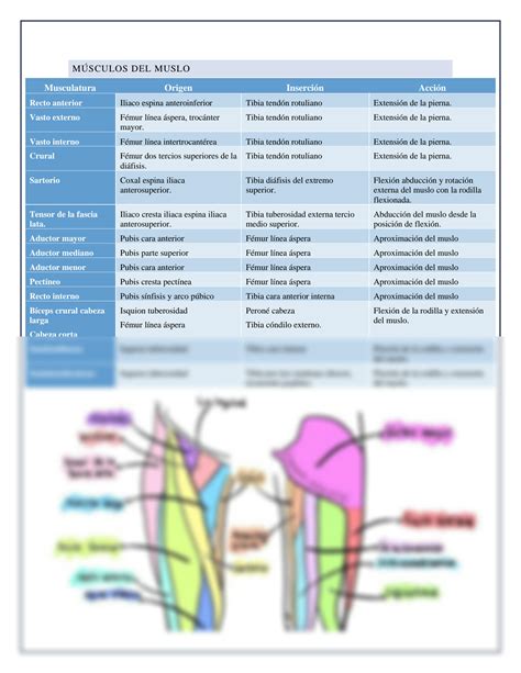 Solution Estudio Anat Mico Funcional De La Extremidad Inferior Studypool