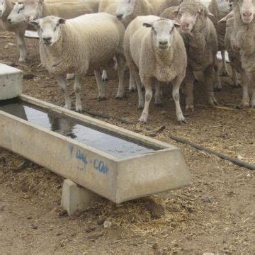 Concrete Sheep & Goat Troughs Free Delivery 500 km - Dallcon