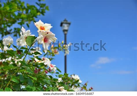 White Rose Verny Park Yokosuka Japan Stock Photo 1604956687 | Shutterstock