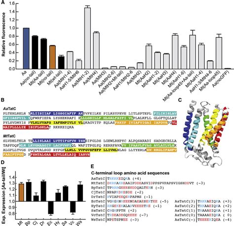 Effect Of The C Tail On Tatc Expression In E Coli A Measured