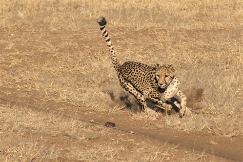 Hunting Rcheetahs